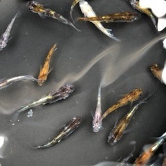 メダカ　花魁　卵販売　240612の画像