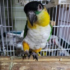 シロハラインコ里親様募集中