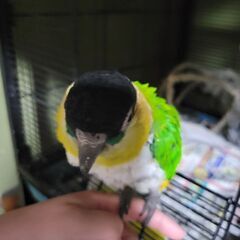 シロハラインコ里親様募集中