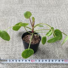 観葉植物　パンケーキプランツ　ペペロミオイデス　