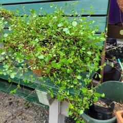 ワイヤープランツ