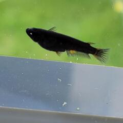 五式漆黒ブルーアイ　選別漏れ個体の画像