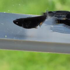 五式漆黒ブルーアイ　選別漏れ個体の画像