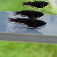 五式漆黒ブルーアイ　選別漏れ個体の画像