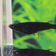 五式漆黒ブルーアイ　選別漏れ個体の画像