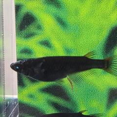 五式漆黒ブルーアイ　選別漏れ個体の画像