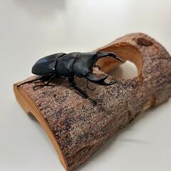 オオクワガタ・1ペア（長野県北部産WF2、♂63mm・♀42mm）