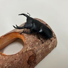 オオクワガタ・1ペア（長野県北部産WF2、♂69mm・♀43mm）