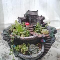 多肉植物