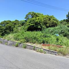 御坊市の山林