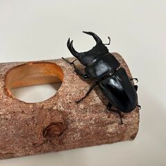 オオクワガタ・♂単品（長野県北部産WF2、72mm）