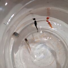 取引完了　４組目　無料　メダカの稚魚・赤ちゃん・針子　６匹１セッ...