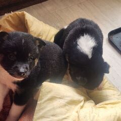 子犬もらってください