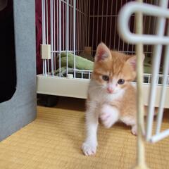 元気な仔猫ちゃんその2