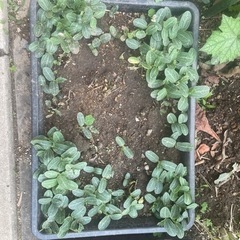 ヘチマ苗