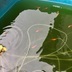 ランキングキーワードに紐づく投稿画像-メダカ