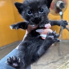 くろねこ2匹