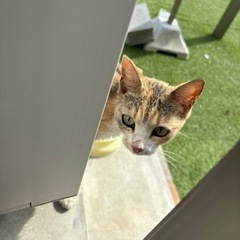 野良猫　保護出来る方