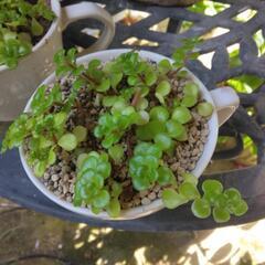 植物