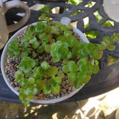 植物の画像