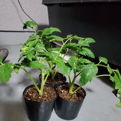 ミニトマト　苗　3株