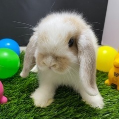 小動物専門店　チッチのお家