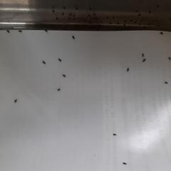鈴虫の幼虫