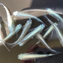 ⭐︎改良めだか メダカ 幹之フルボディ10匹セット⭐︎
の画像