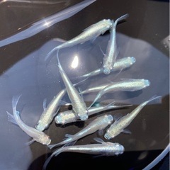 ⭐︎改良めだか メダカ 幹之フルボディ10匹セット⭐︎
の画像