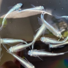 ⭐︎改良めだか メダカ 幹之フルボディ10匹セット⭐︎
の画像