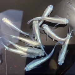 ⭐︎改良めだか メダカ 幹之フルボディ10匹セット⭐︎
の画像