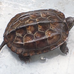 クサガメ(商談中)