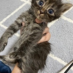１ヶ月になったばかりの子猫