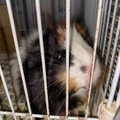 モルモット3歳メス アビシニアン