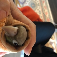 ウロコイン