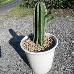 決まりました。柱サボテン