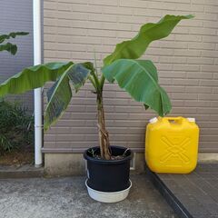 【南国風・観葉植物】ジャパニーズバナナ  芭蕉