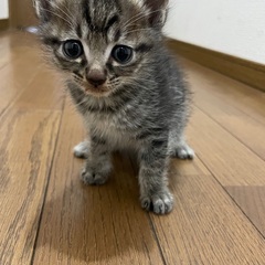 子猫　可愛がって下さい