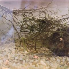 金魚 メダカ エビ 水草 水槽