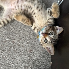 至急！！子猫の里親募集してます6月いっぱい