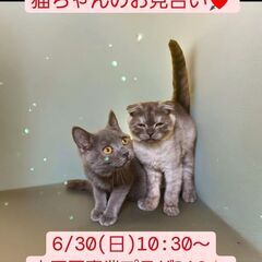 里親募集中！生後3ヵ月ブリテッシュショートヘア♂スコテッシュフォ...