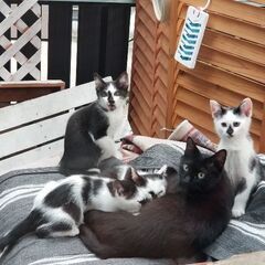 生後2～3か月の子猫　里親様募集