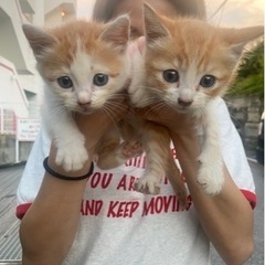 可愛いオスメス兄弟猫1か月