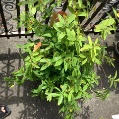 【特大サイズで、満開間近♪】ビヨウヤナギ（未央柳・美容柳）の画像