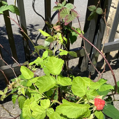 【二季成り♪】ラズベリー苗と【トゲ無し♪】ブラックベリー苗の画像