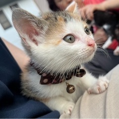 人慣れ◎！美形三毛猫ちゃん