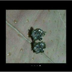 j←←←m10-17  刻印/ブリリアントゴージャスフラワーピアスの画像