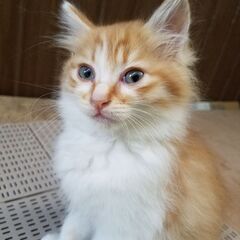 子猫の里親さん募集*