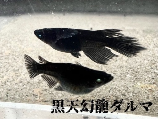 メダカ\n