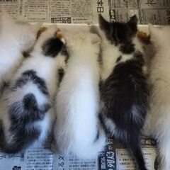 【里親決定しました！】5/9産まれ 元気な子猫です！